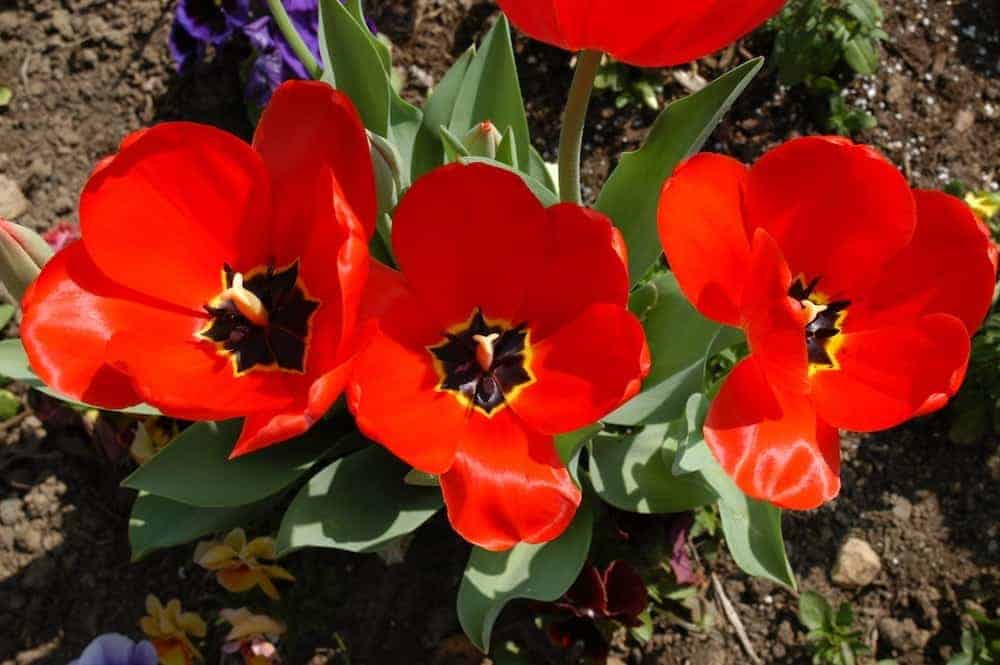 Catch Spring Fever Seasonal Fun in Gatlinburg, TN and at Rocky Top