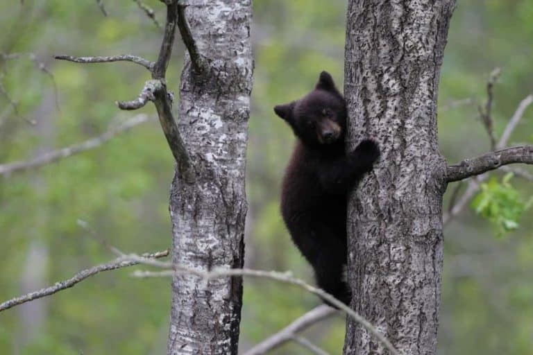 A Smoky Mountain black bear cub in a tree.