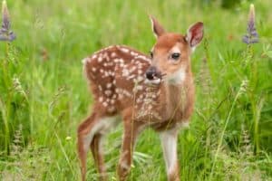 A white-tailed deer fawn in a field with flowers.