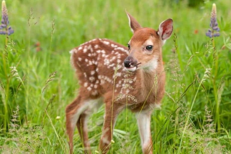 Top 3 Places to See Smoky Mountain Wildlife When You Visit Gatlinburg